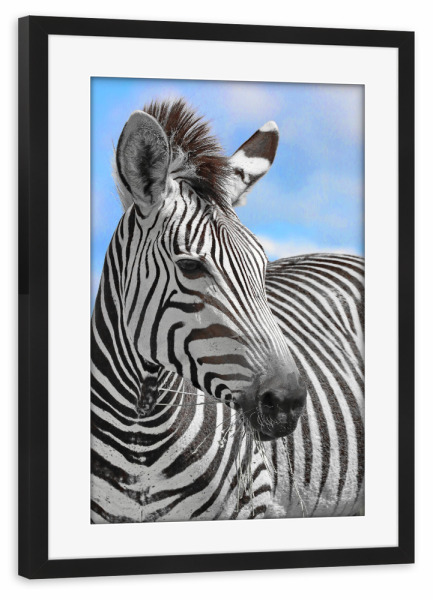 Poster mit Rahmen schwarz "Zebra Portrait ck" artboxONE - Tiere,Abstrakt,Reise / Afrika