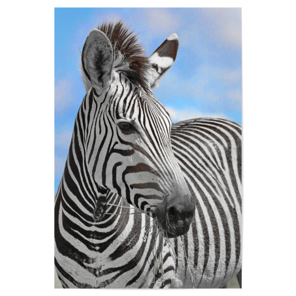 Poster 30x20 cm "Zebra Portrait ck" artboxONE - Tiere,Abstrakt,Reise / Afrika