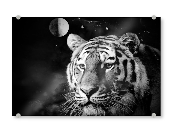 Acrylglasbild "Tiger Universum" artboxONE - Natur,Tiere,Abstrakt,Schwarzweiß,Galaxy