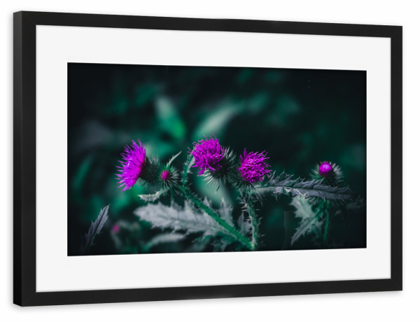 Poster mit Rahmen schwarz "Distelblüte" artboxONE - Natur,Floral - Grün,Distel,Bluete,Lila,Makro,Moody,Flower,Closeup,Nature,Natur,Floral,Blumen