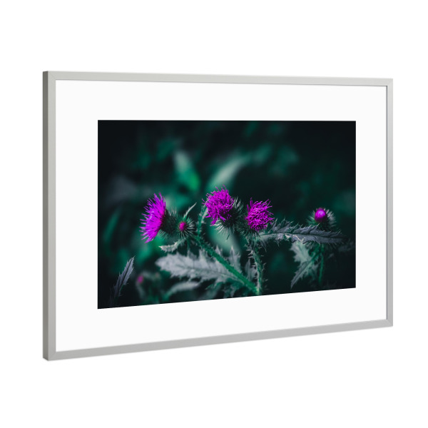 Poster mit Rahmen Silber "Distelblüte" artboxONE - Natur,Floral - Grün,Distel,Bluete,Lila,Makro,Moody,Flower,Closeup,Nature,Natur,Floral,Blumen