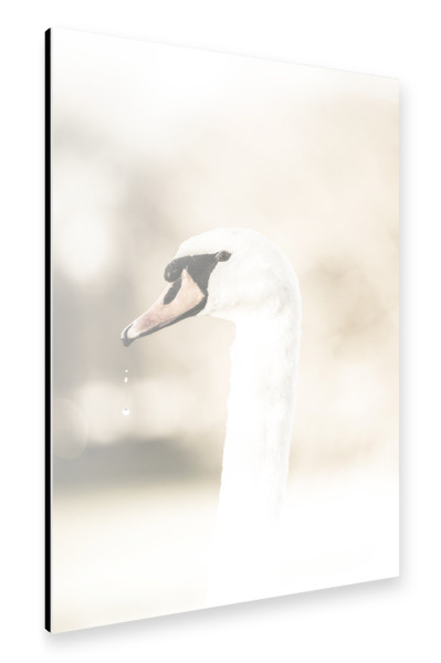 Alu-Dibond "Majestic swan" 30x20 cm artboxONE