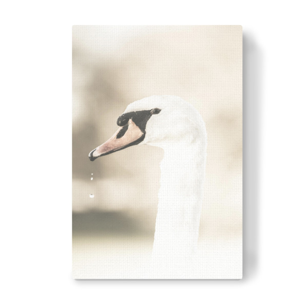 Leinwandbild "Majestic swan" artboxONE - Natur,Tiere