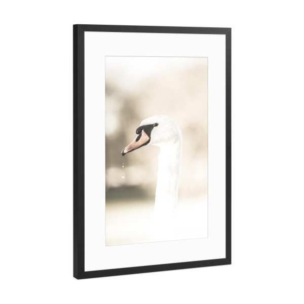Poster mit Rahmen Schwarz (Metallic) "Majestic swan" artboxONE - Natur,Tiere