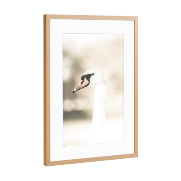 Poster mit Rahmen Kupfer "Majestic swan" artboxONE - Natur,Tiere