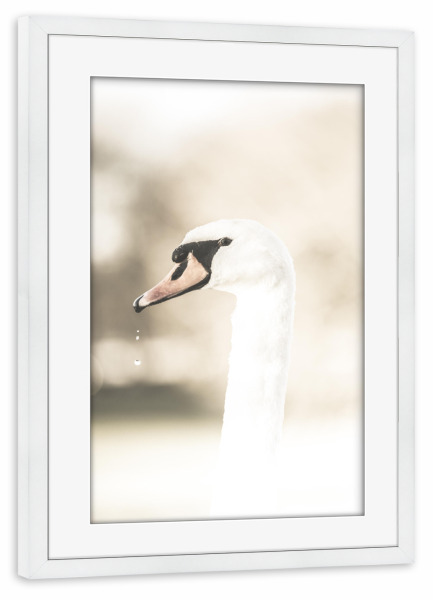 Poster mit Rahmen weiß "Majestic swan" artboxONE - Natur,Tiere