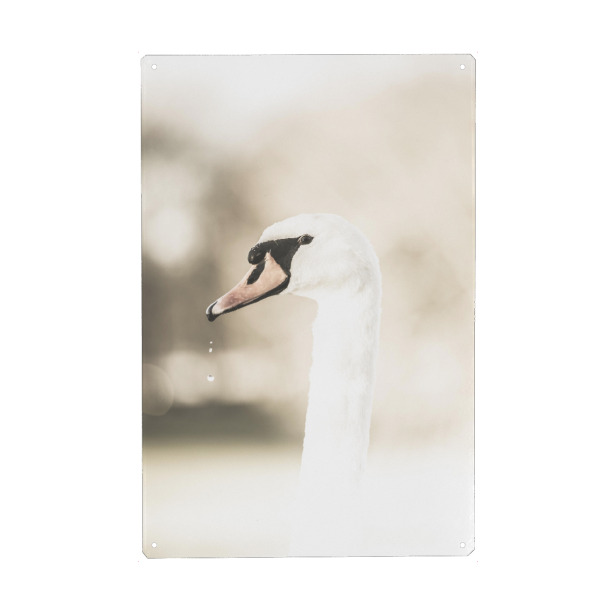 Metall Poster "Majestic swan" artboxONE - Natur,Tiere