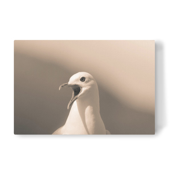 Leinwandbild "Listen to me!" artboxONE - Natur,Tiere - Möwe,Vogel,Lofoten,Norwegen,Bird,Animal,Tier,Nature,Natur,Wild,Portrait