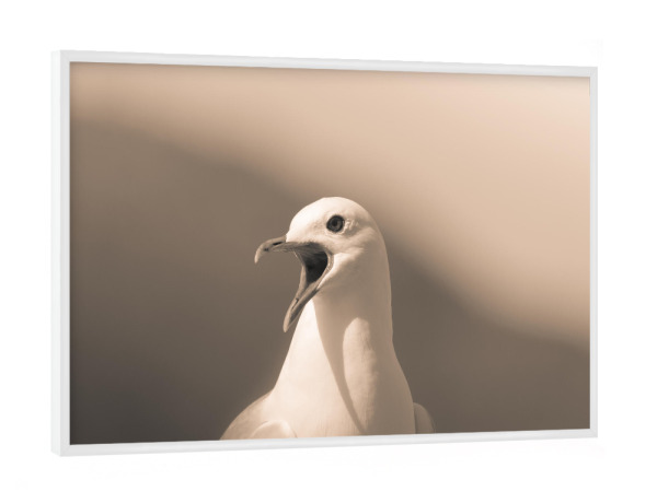 Poster mit weißem Rahmen "Listen to me!" artboxONE - Natur,Tiere - Möwe,Vogel,Lofoten,Norwegen,Bird,Animal,Tier,Nature,Natur,Wild,Portrait