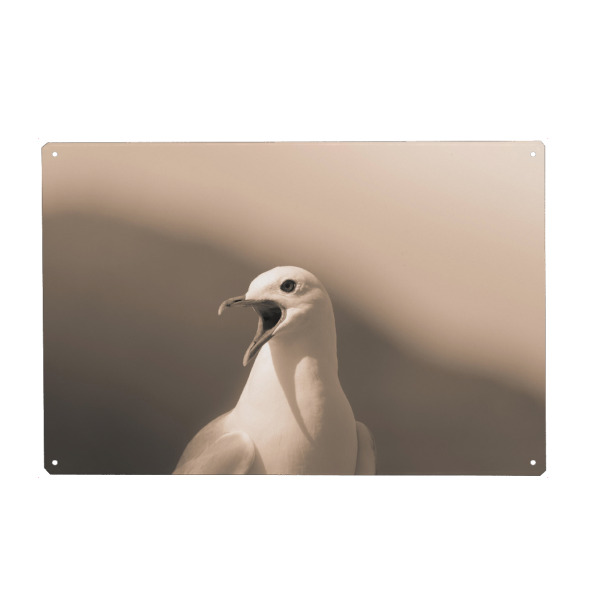 Holzbild "Listen to me!" artboxONE - Natur,Tiere - Möwe,Vogel,Lofoten,Norwegen,Bird,Animal,Tier,Nature,Natur,Wild,Portrait