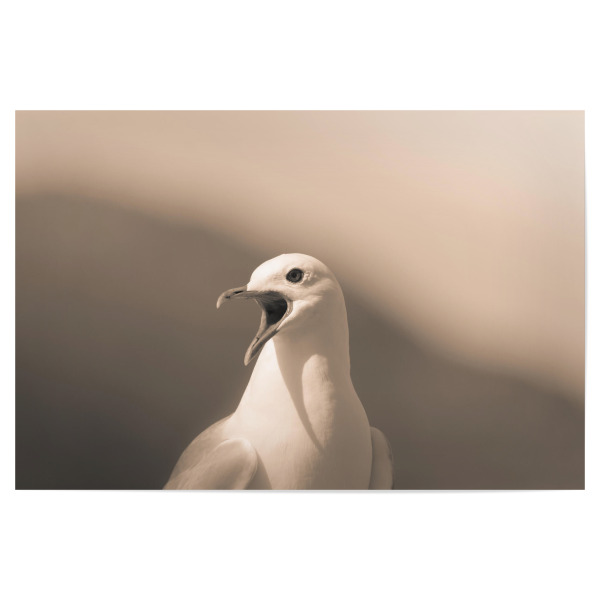 Poster 30x20 cm "Listen to me!" artboxONE - Natur,Tiere - Möwe,Vogel,Lofoten,Norwegen,Bird,Animal,Tier,Nature,Natur,Wild,Portrait