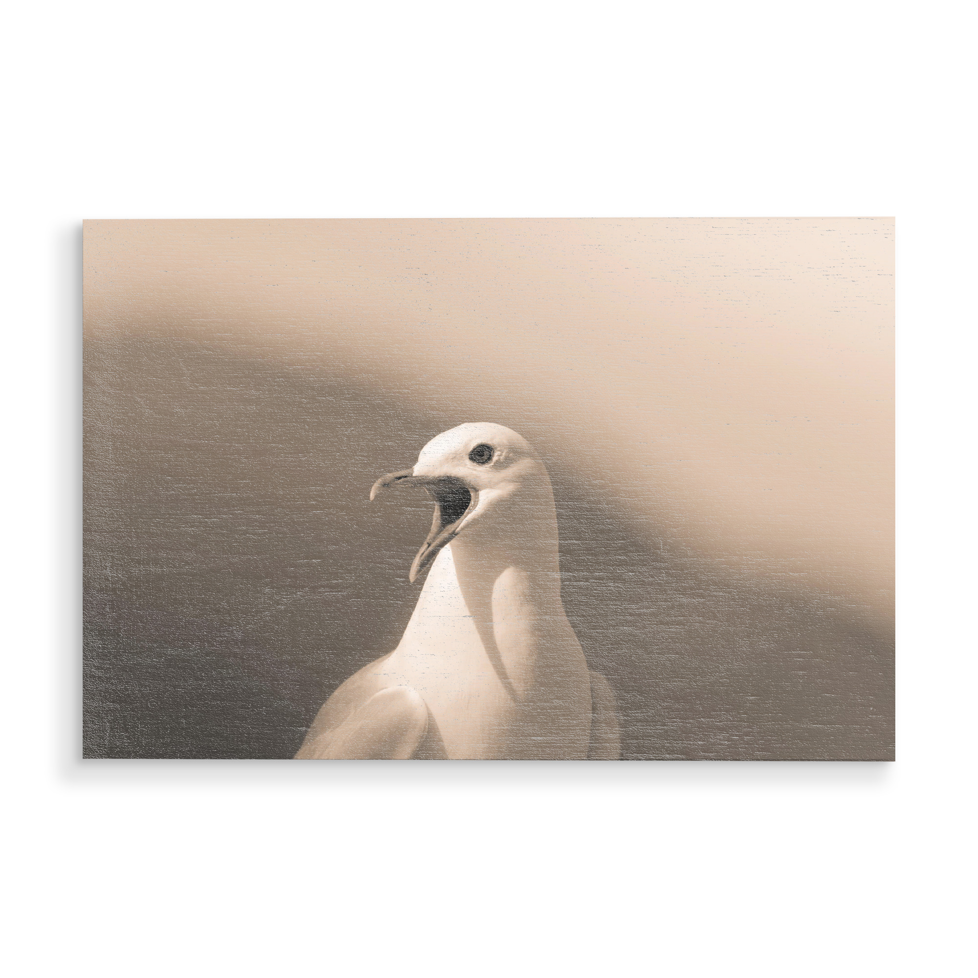 Holzbild "Listen to me!" artboxONE - Natur,Tiere - Möwe,Vogel,Lofoten,Norwegen,Bird,Animal,Tier,Nature,Natur,Wild,Portrait