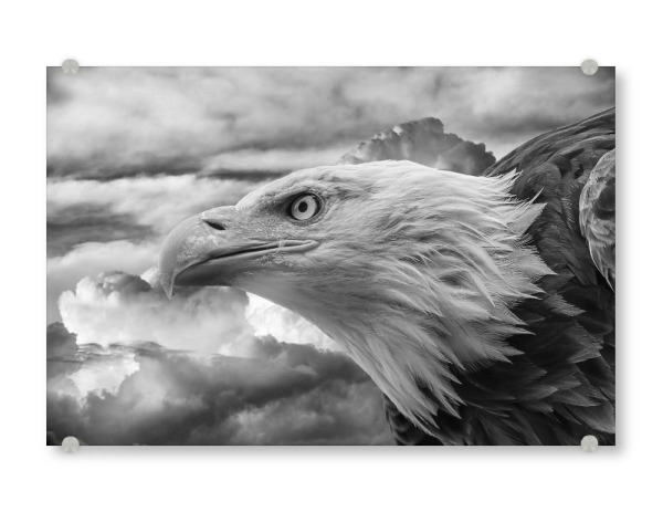 Acrylglasbild "Seeadler" artboxONE - Natur,Tiere,Schwarzweiß