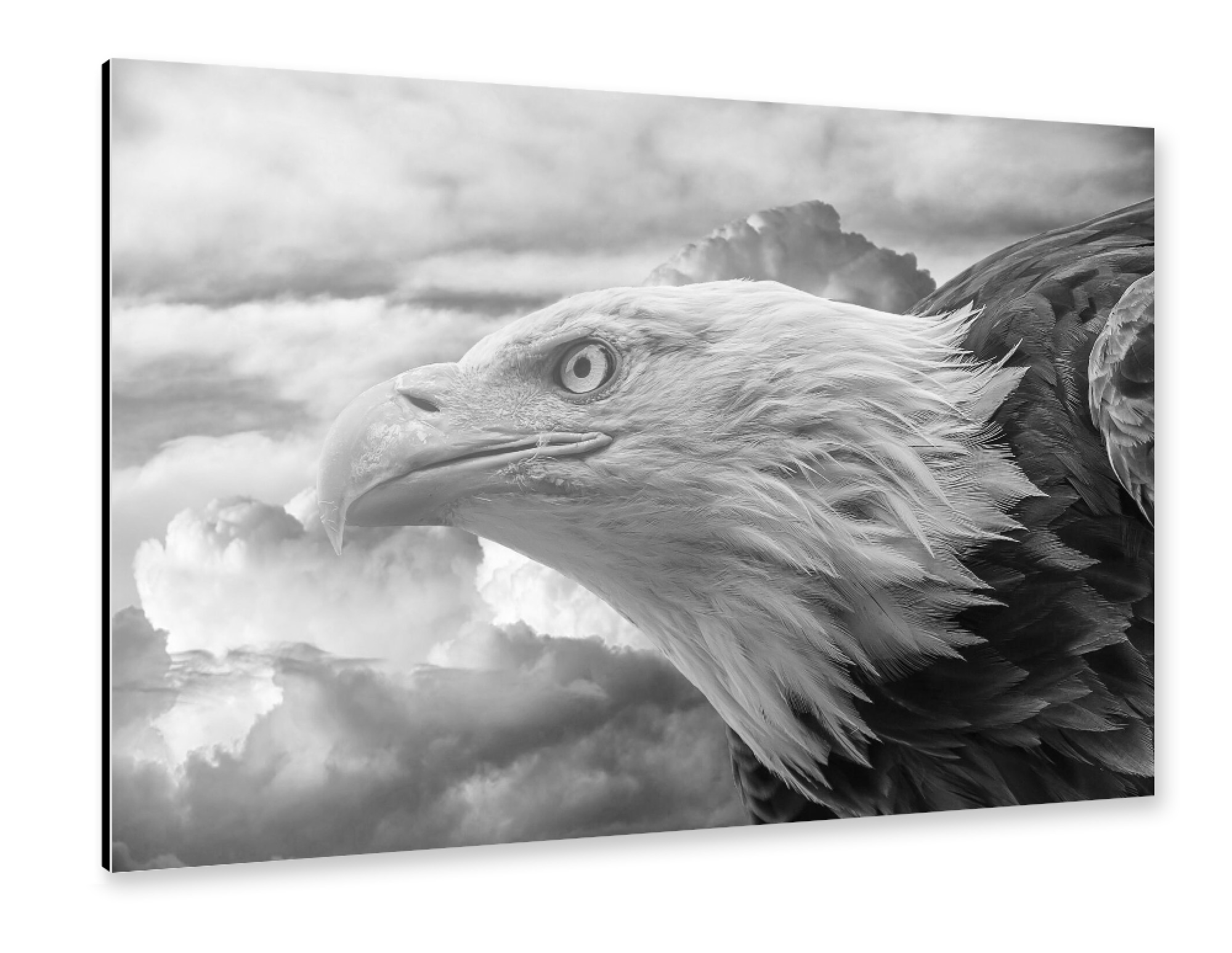 Alu-Dibond "Seeadler" 75x50 cm artboxONE