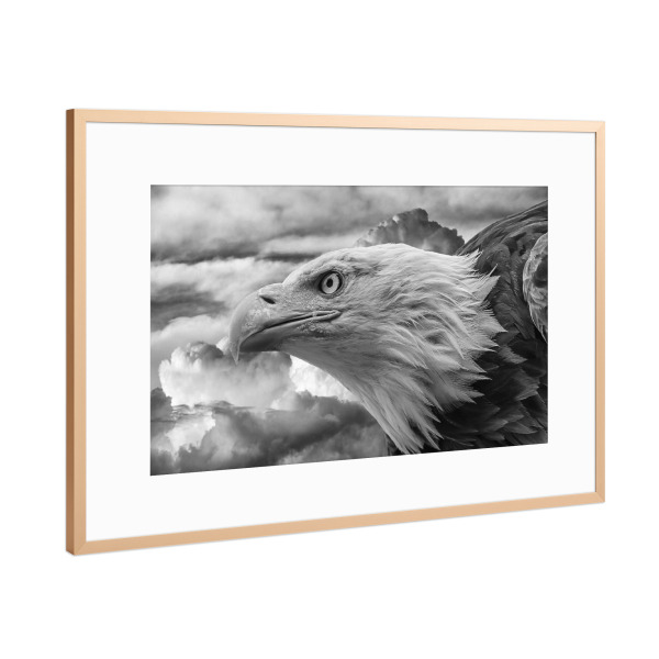 Poster mit Rahmen Kupfer "Seeadler" artboxONE - Natur,Tiere,Schwarzweiß