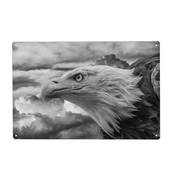 Holzbild "Seeadler" artboxONE - Natur,Tiere,Schwarzweiß