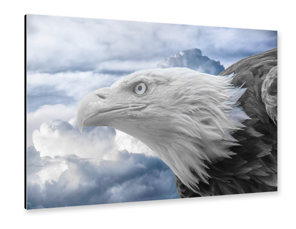 Alu-Dibond "Adler ck" 30x20 cm artboxONE