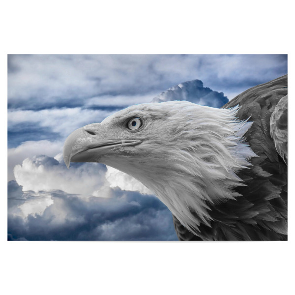 Poster 30x20 cm "Adler ck" artboxONE - Natur,Tiere,Reise / Afrika - Adler,Vogel,Colorkey,Wolken,Fliegen,Bird,Animal,Tiere,Wild,Nature,Natur,Portrait