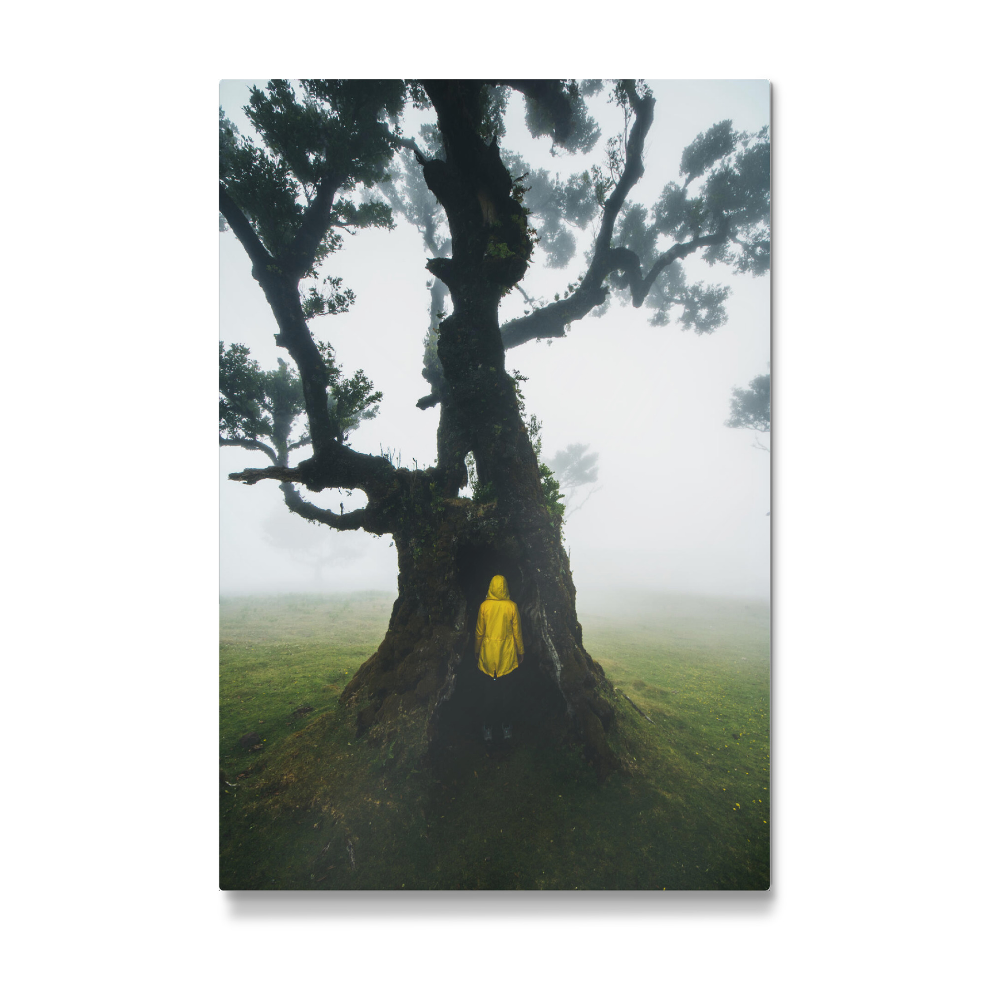 Galerie-Print "Hide in the Tree" 30x20 cm artboxONE