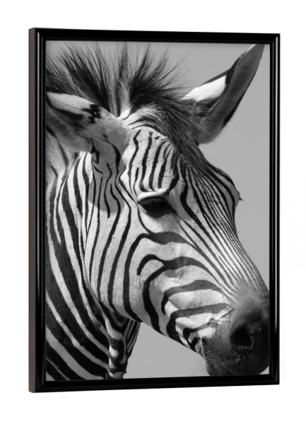 Poster mit schwarzem Rahmen "Stolzes Bergzebra Portrait" artboxONE - Natur,Tiere,Schwarzweiß,Reise / Afrika