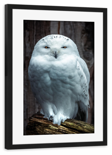 Poster mit Rahmen schwarz "Eule in Weiß" artboxONE - Natur,Tiere