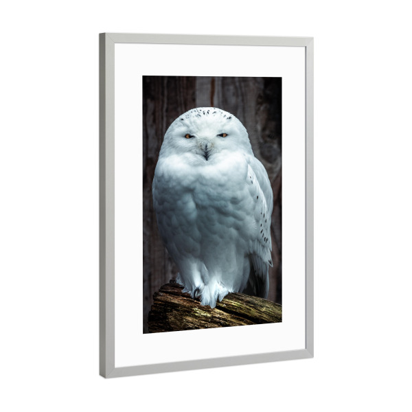 Poster mit Rahmen Silber "Eule in Weiß" artboxONE - Natur,Tiere