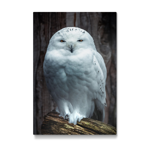 Galerie-Print "Eule in Weiß" 30x20 cm artboxONE