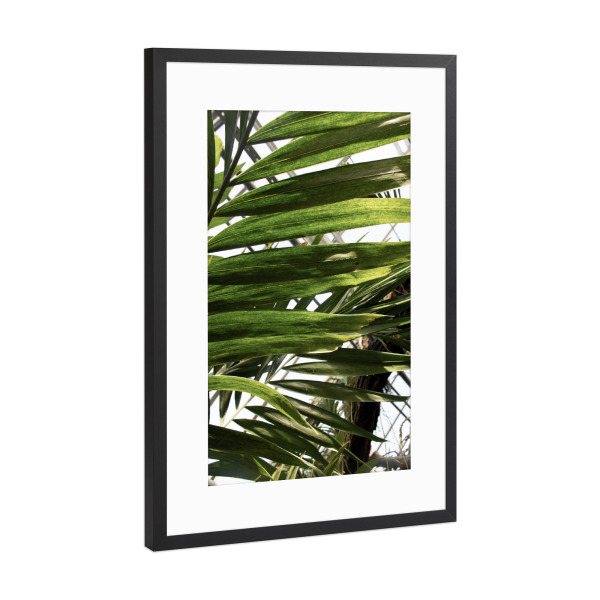 Poster mit Rahmen Schwarz (Metallic) "Botanical light and shadow" artboxONE - Natur,Reise,Floral