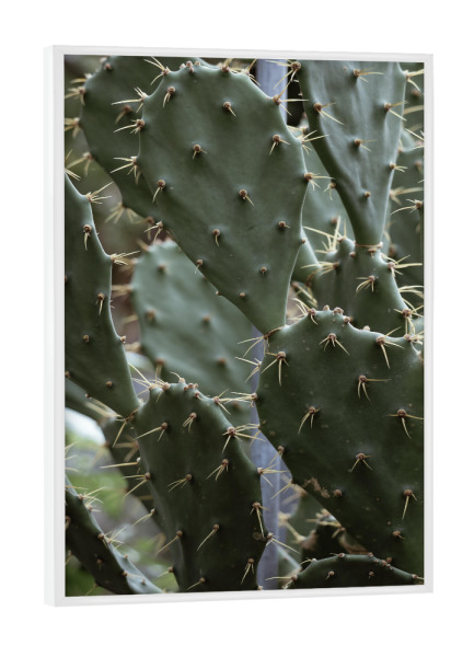 Poster mit weißem Rahmen "Cactus Gang" artboxONE - Natur,Reise,Floral