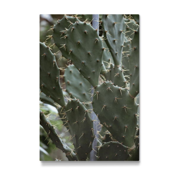 Galerie-Print "Cactus Gang" 30x20 cm artboxONE