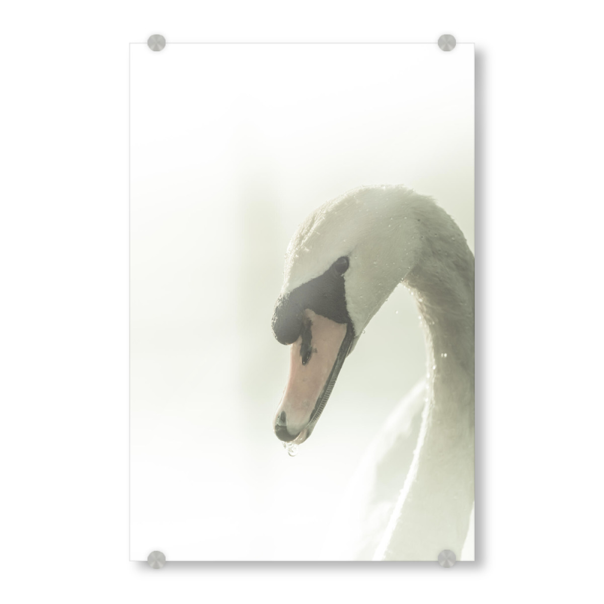 Schwan Am Seeufer Als Acrylic Glass Print Bei Artboxone Kaufen