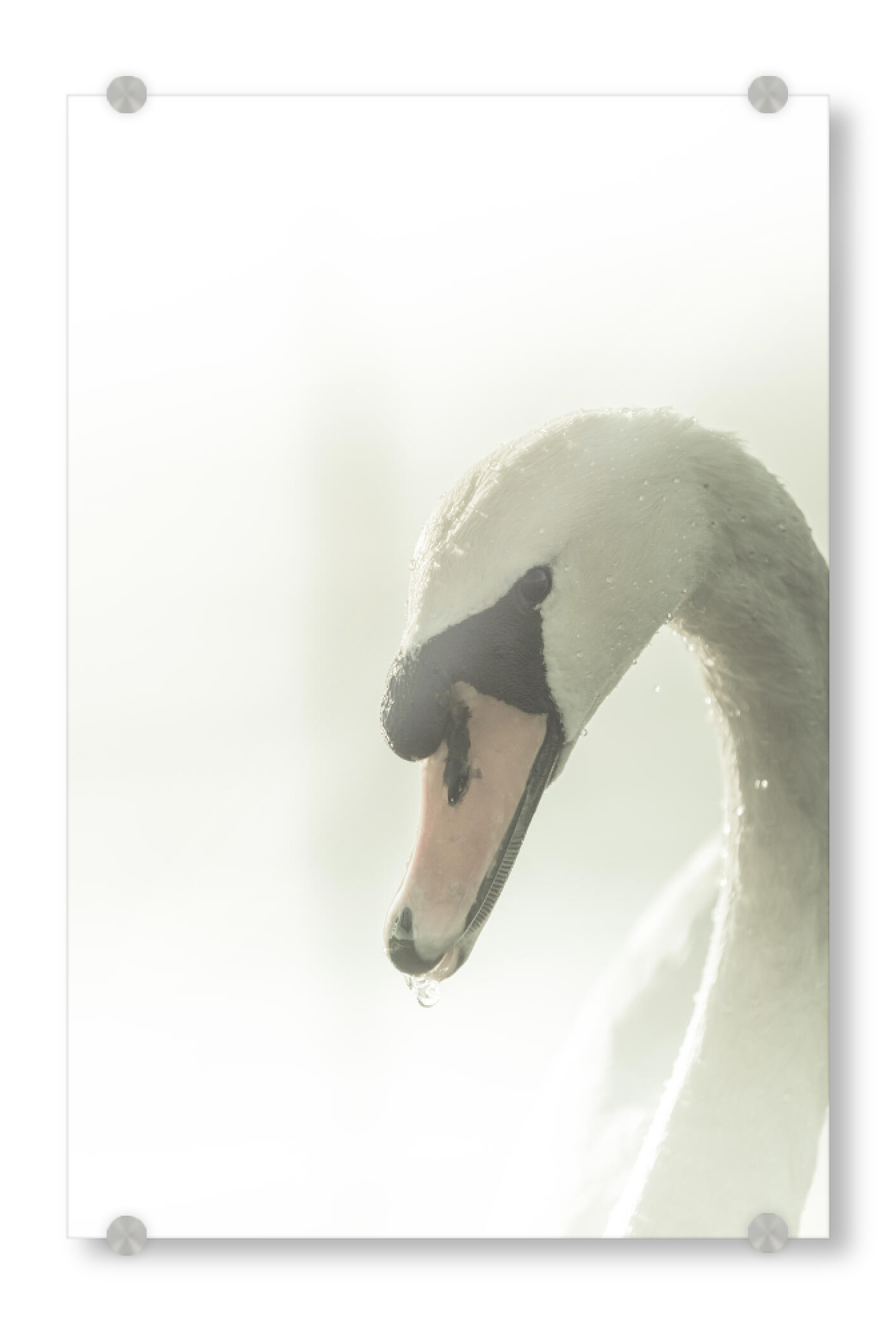 Acrylglasbild "Schwan am Seeufer" artboxONE - Natur,Tiere - Schwan,Höckerschwan,Wasservogel,Vogel,Bird,Swan,Animal,Tier,Water,Nature,Natur
