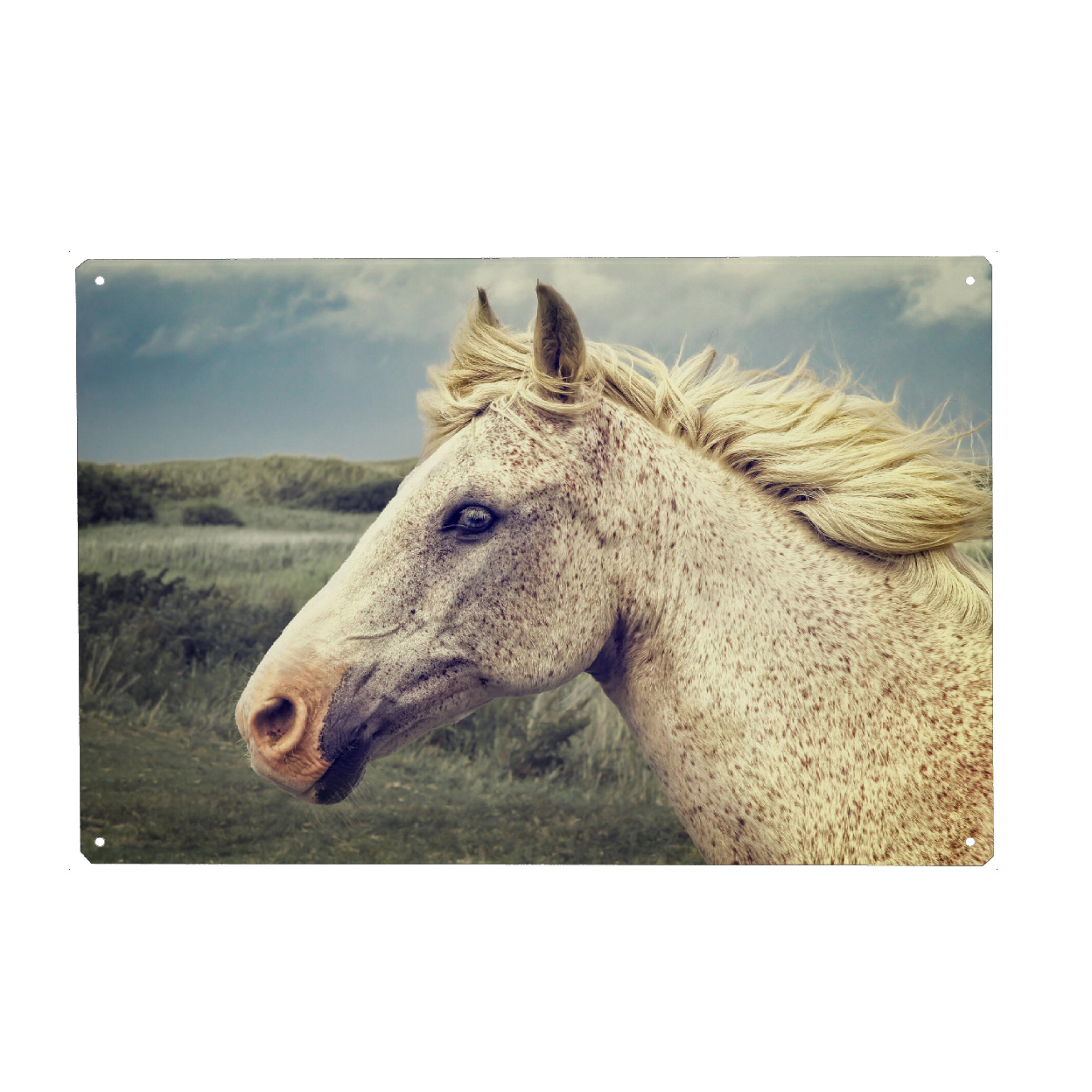 Holzbild "Portrait eines Schimmels Vintage" artboxONE - Natur,Tiere
