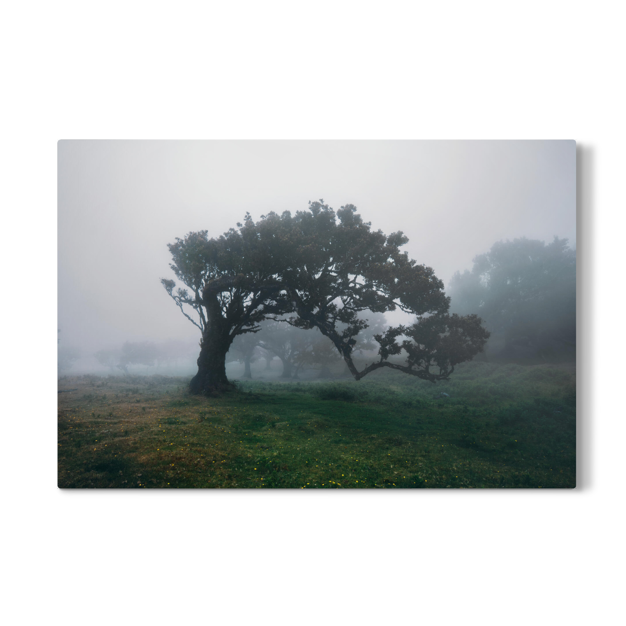 Galerie-Print "Forest to have my silence" 75x50 cm artboxONE