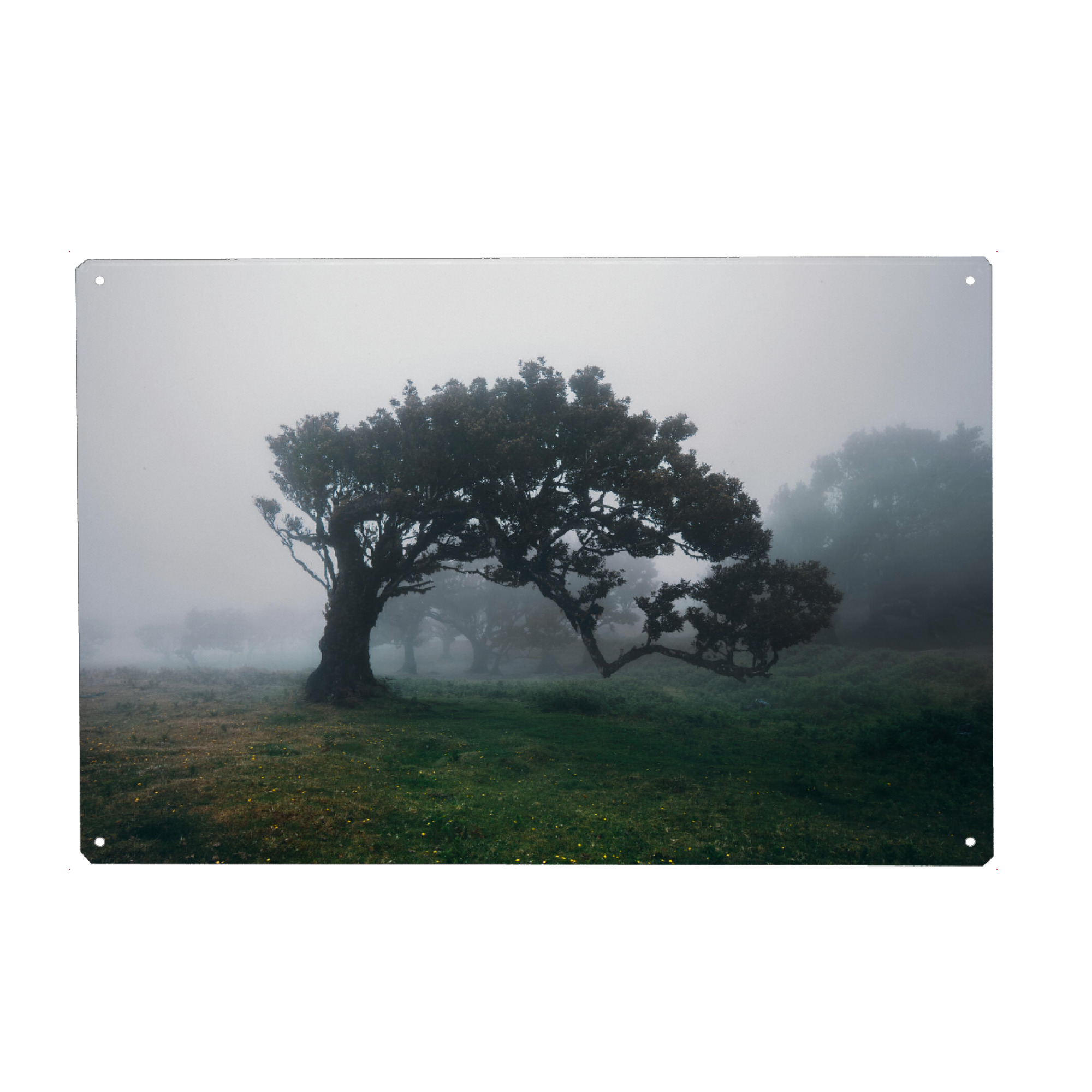 Metall Poster "Forest to have my silence" artboxONE - Natur