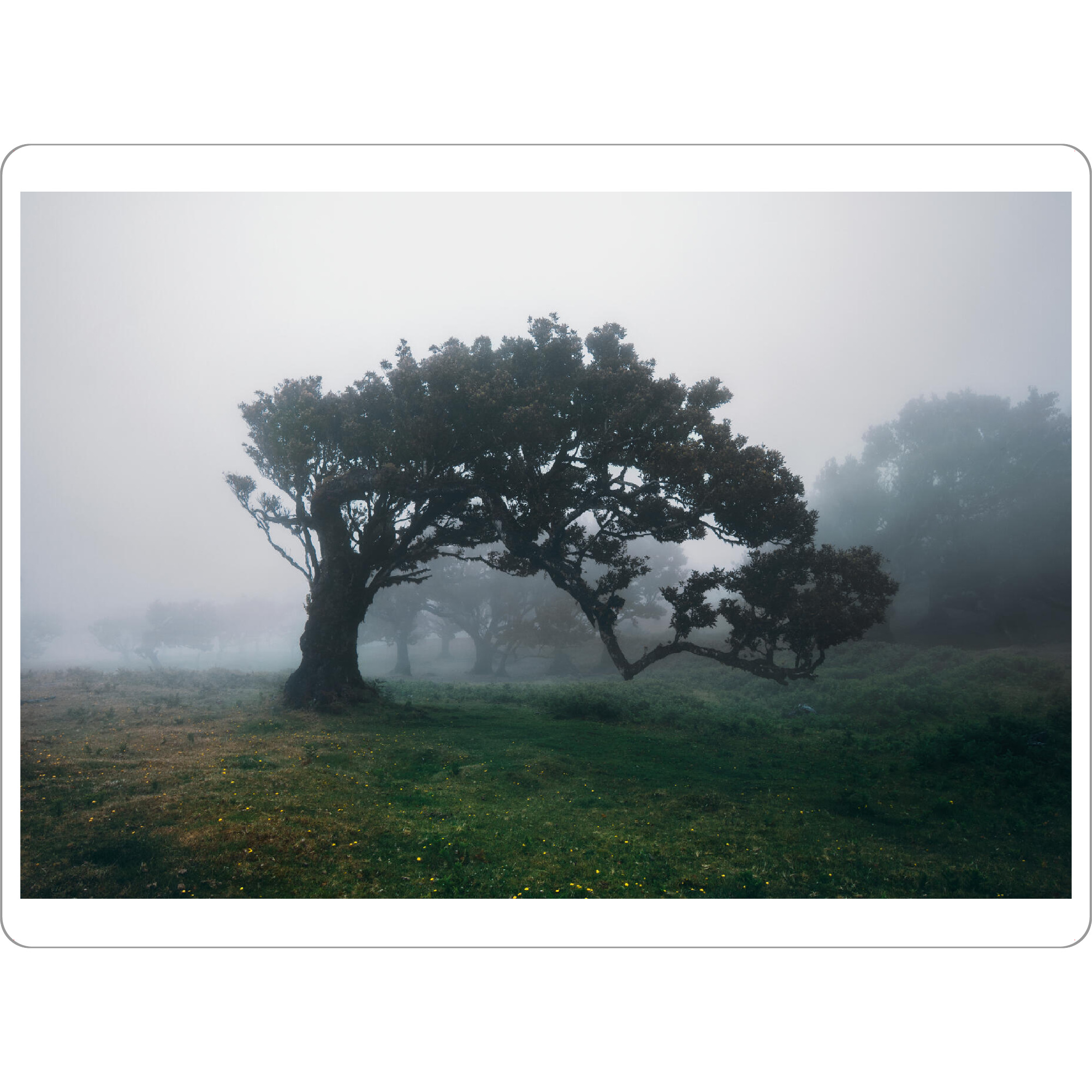Tischset "Forest to have my silence" artboxONE - Natur
