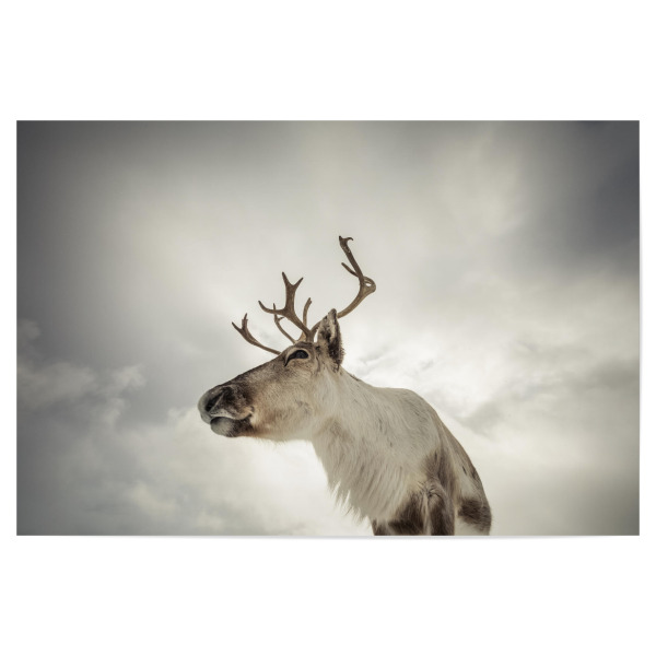 Poster 30x20 cm "King of the Arctic" artboxONE - Natur,Tiere