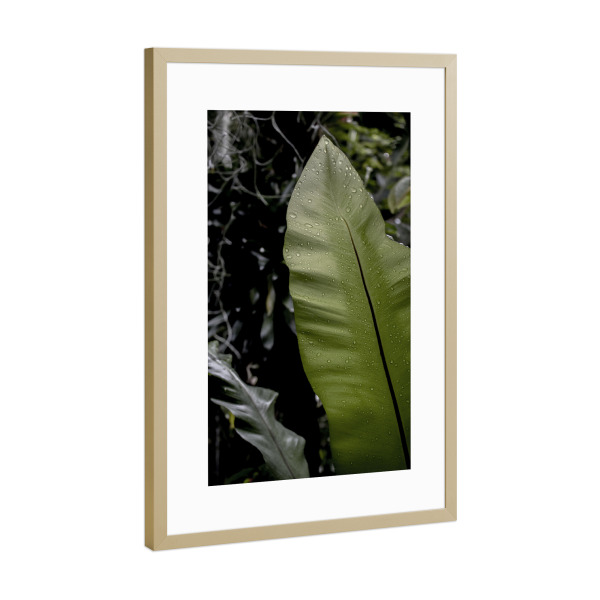 Poster mit Rahmen Gold "Green foliage with drops" artboxONE - Natur,Reise,Floral