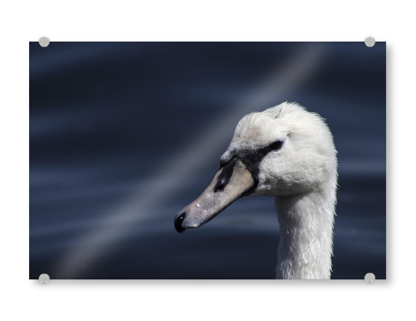 Acrylglasbild "Beautiful white swan" artboxONE - Natur,Reise,Tiere,Unterwasser