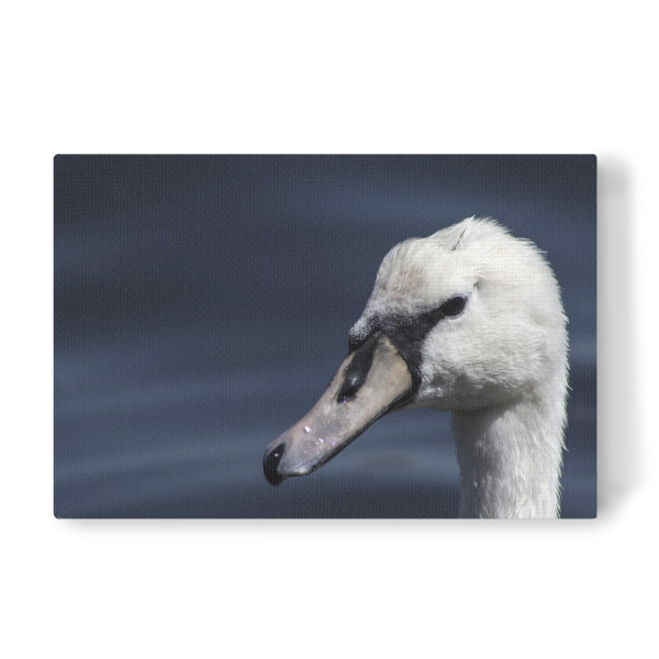 Leinwandbild "Beautiful white swan" artboxONE - Natur,Reise,Tiere,Unterwasser