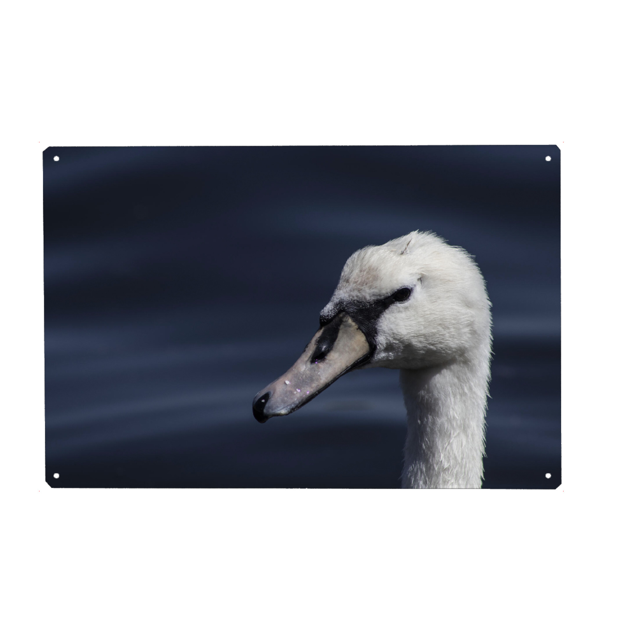 Metall Poster "Beautiful white swan" artboxONE - Natur,Reise,Tiere,Unterwasser
