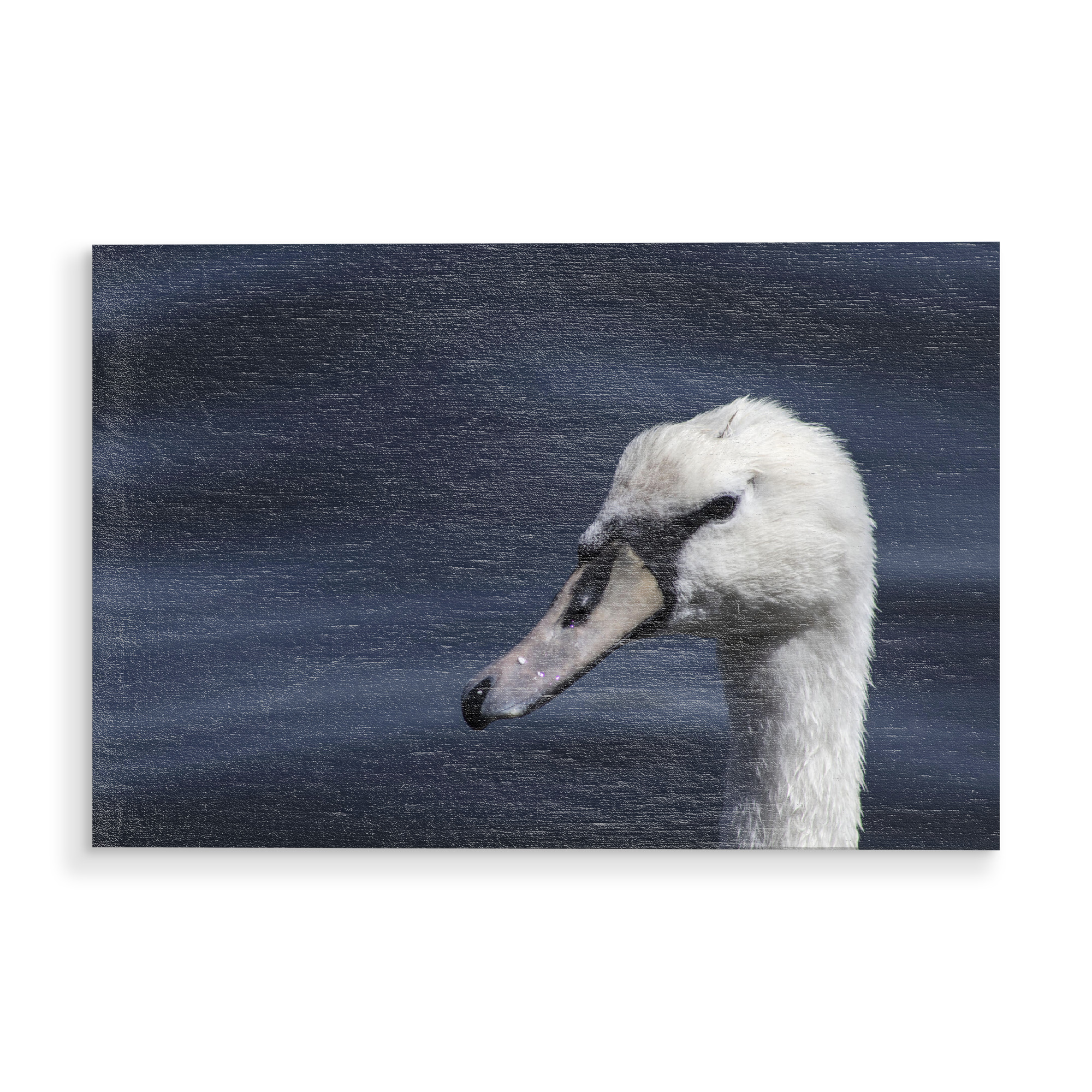 Holzbild "Beautiful white swan" artboxONE - Natur,Reise,Tiere,Unterwasser