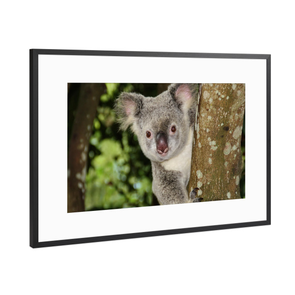 Poster mit Rahmen Schwarz (Metallic) "Kuala Bär auf Baum" artboxONE - Natur,Tiere