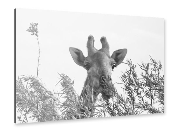 Alu-Dibond "Giraffe beim Frühstück" 30x20 cm artboxONE