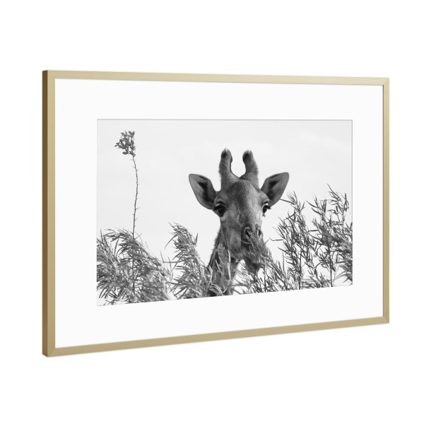 Poster mit Rahmen Gold "Giraffe beim Frühstück" artboxONE - Natur,Tiere,Schwarzweiß,Reise / Afrika