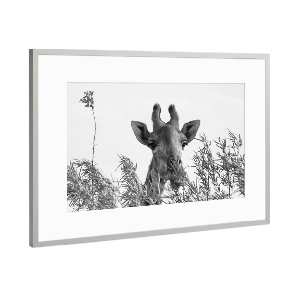 Poster mit Rahmen Silber "Giraffe beim Frühstück" artboxONE - Natur,Tiere,Schwarzweiß,Reise / Afrika