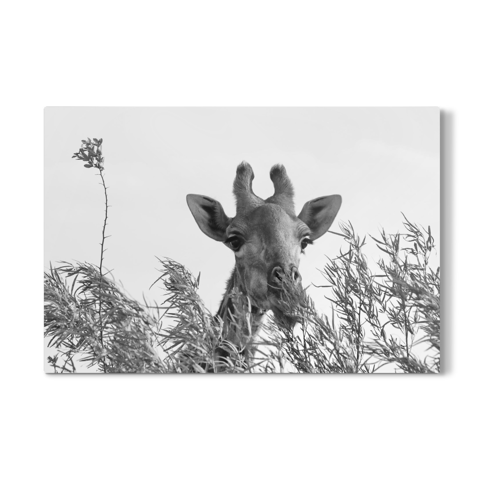 Galerie-Print "Giraffe beim Frühstück" 75x50 cm artboxONE