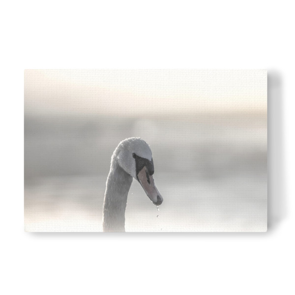Leinwandbild "Schwan im Gegenlicht" artboxONE - Natur,Tiere