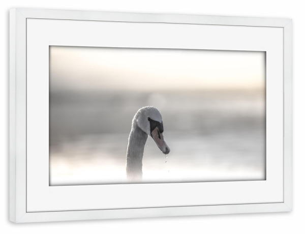 Poster mit Rahmen weiß "Schwan im Gegenlicht" artboxONE - Natur,Tiere