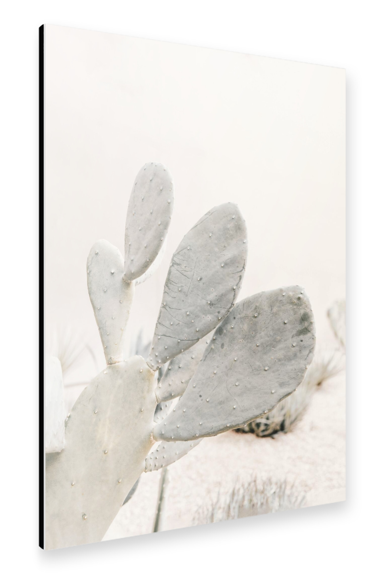 Alu-Dibond "Neutral Cactus" 75x50 cm artboxONE